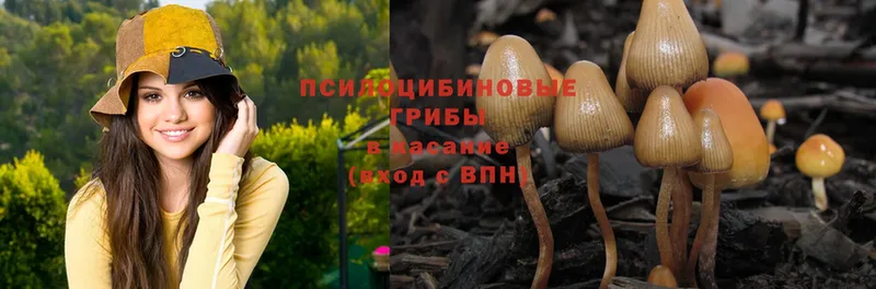 Галлюциногенные грибы Psilocybe  Шлиссельбург 